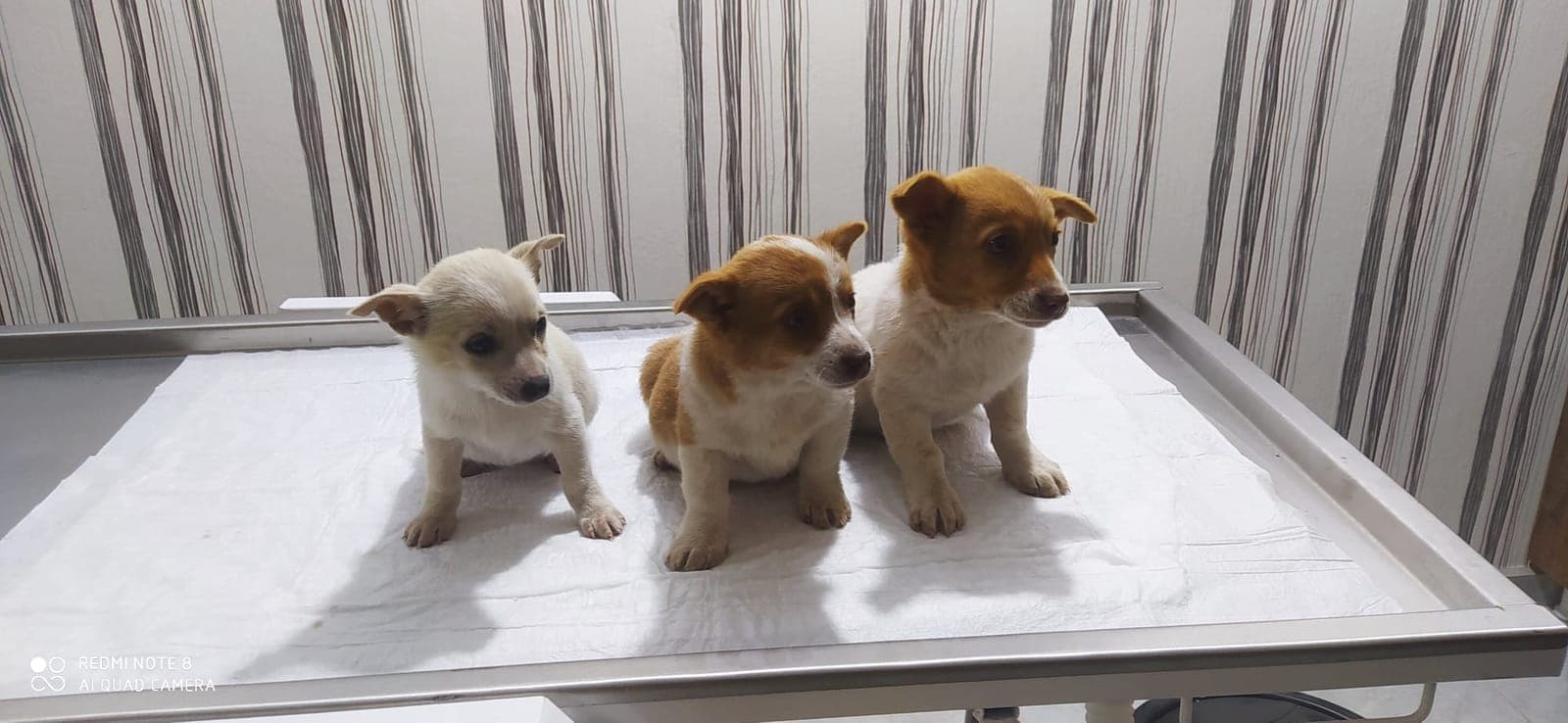 Aşı & Koruyucu Hekimlik — Erciş Veteriner Kliniği hizmet görseli