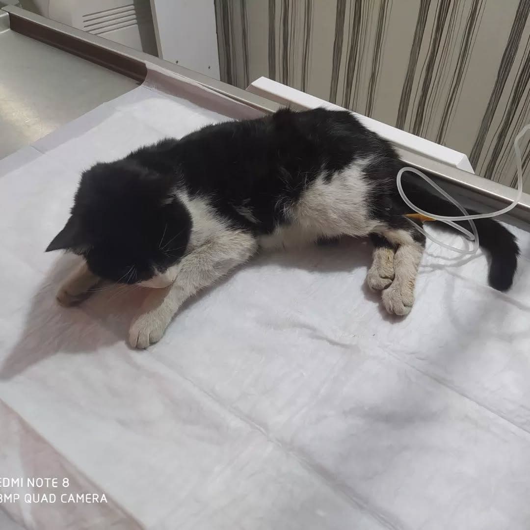 Acil veteriner müdahale — kedi muayene masasında serum