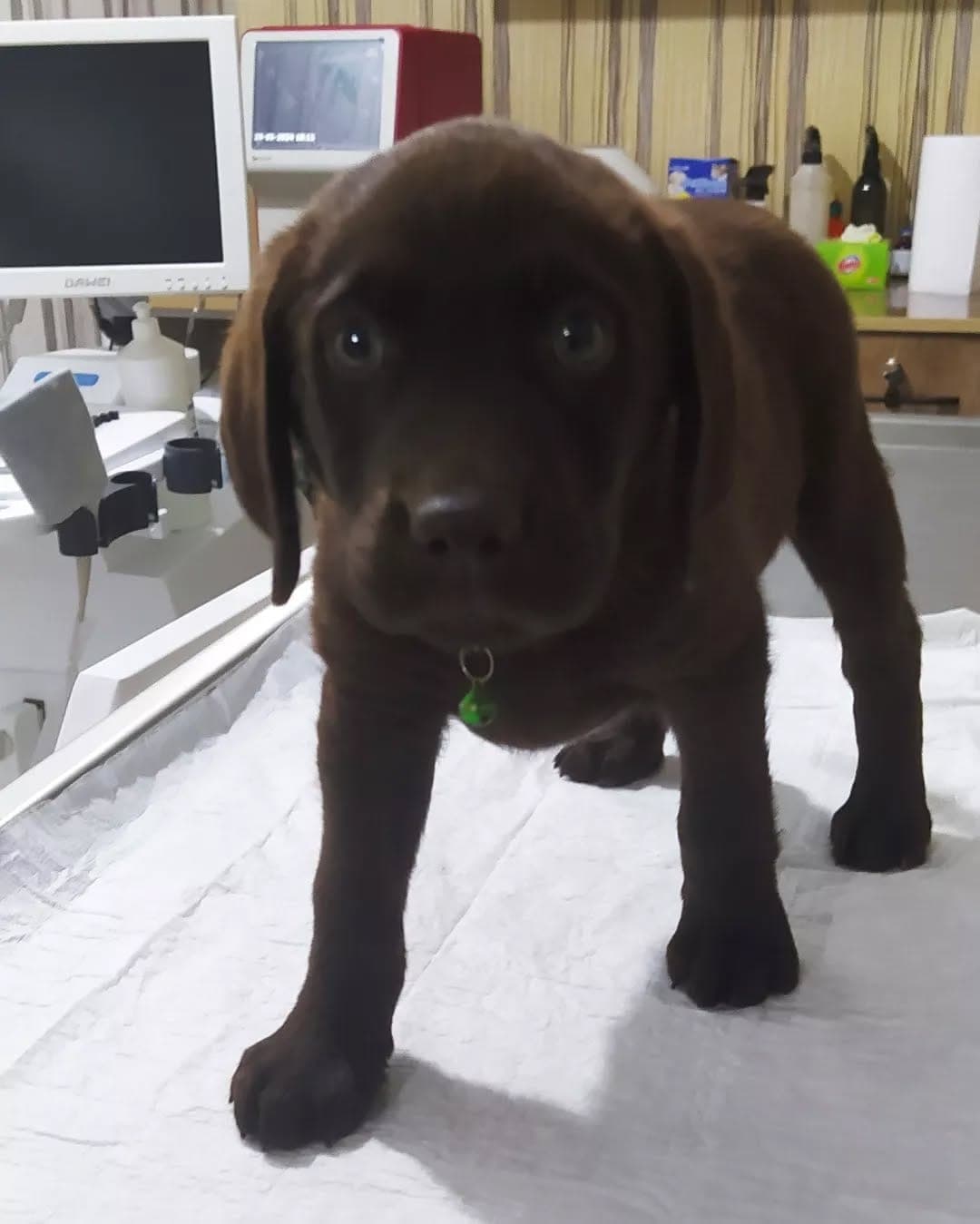 Labrador yavru muayene masasında veteriner kontrolde