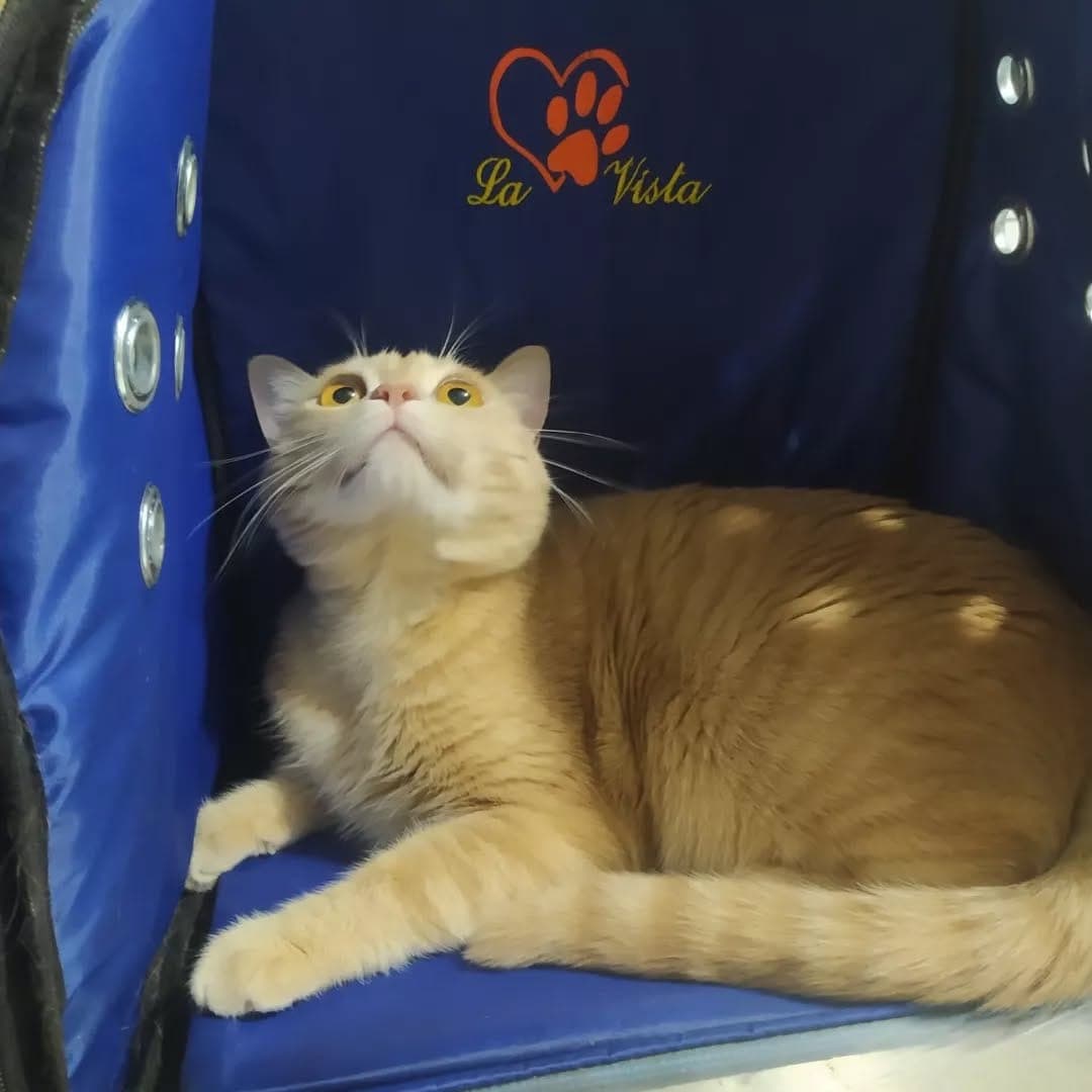 Sarı kedi taşıma çantasında — pet aksesuar